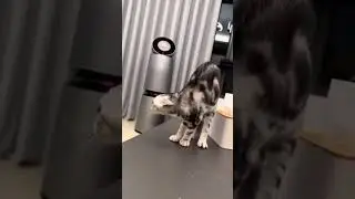 Fun: A Horror Movie According To Cats