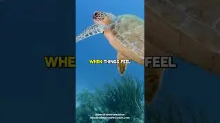 Теория черепахи 🐢