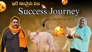 This is our success journey in pig farming || sujatha Agro farm || pig farming ||contact:9390345768