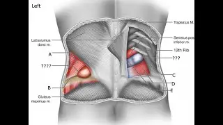Clinical Case MCQs