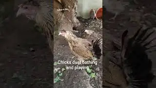 From Egg to Adult: Chick&rsquo;s Life Journey! Rooster/Mother - Shocking Moment!#ChickGrowth #RoosterFight
