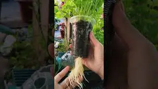 Smart Coriander Growing Gadget 🌿 | Fresh Herbs at Home Made Easy