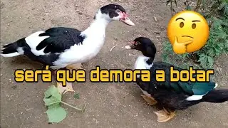 Quantos meses a Pata leva pra por o primeiro ovo...