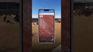 GPS трекер для животных и лошадей | ЖПС трекер жылкыга, малга. Спутниковый gps трекер.