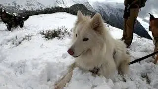 First snow in the MOUNTAINS Hiking with 3 DOGS Bad weather prevented us from reaching the SUMMIT