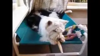 Rover Company Raised Dog Bed