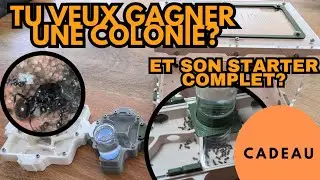 Je teste un nouveau nid incroyable pour mes fourmis&hellip;et je vous en fais gagner un !(Concours termin&eacute;)
