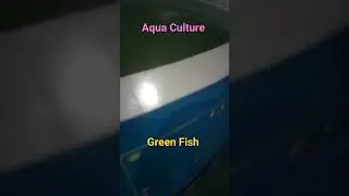 Floating dreams! Aqua Culture! High Density fish Farming under roof.