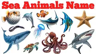 20 Sea Animals Names in Hindi & English | समुद्री जानवरों के नाम सीखें for Kids Vocabulary Learning