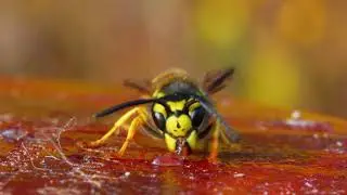 The European Wasp