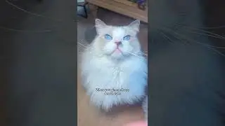 Тенденция &laquo;океанские глаза&raquo; на американском жестовом языке 💙