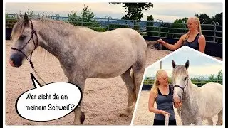 Freiheitsdressur lernen: R&uuml;ckw&auml;rts am Schweif f&uuml;hren