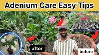 Adenium Plant Ko Healthy & Flowering Banane Ke Asaan Tarike