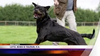 Warning Signs of an Aggressive Dog