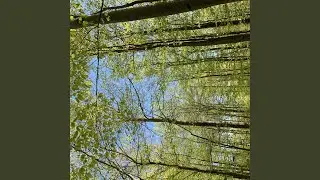 Birds Chirping in the Morning in Denmark Viii
