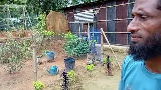একজন সাধারণ কৃষকের অসাধারণ শখ || বাড়ির আঙিনায় ফুল ও ফলের বাগান