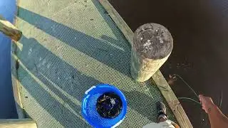 Fishing and Crabbing in Point-Aux-Chenes Louisiana 