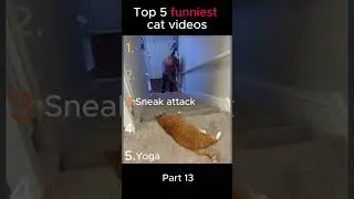 Top 5 funnies cat videos part 13