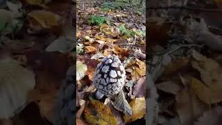 Навозник сорочий - Coprinopsis picacea