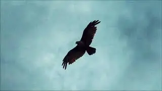 Новый трек SAVUL -  Летай