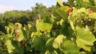 Handcrafted Wine From the Texas Hill Country