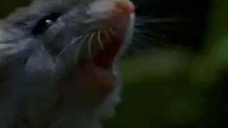 Mouse howl!! original audio