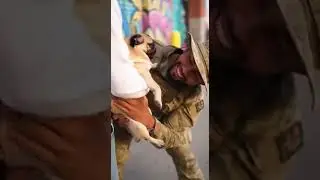 🥰 Pug Screams Bloody Murder Seeing Soldier Reacts Instantly #puglife #soldier #funnypets