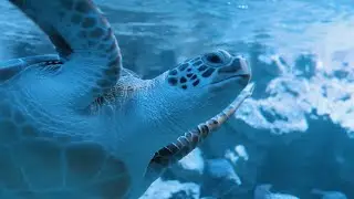 Discover St. Thomas: Top Shore Excursions for Cruisers