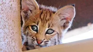 Bobcat Mom & Kittens Living on Roof!
