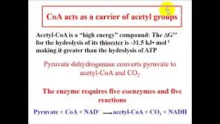 PDH complex and citric acid cycle