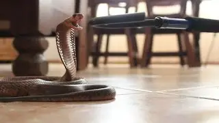 🐍☠☣️ Cobra del Cabo (Naja nivea) - La asesina de Sud&aacute;frica ☣️☠🐍