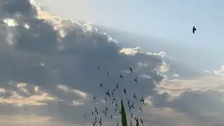 Ridiculous Flock Defence When Hawk Attacks