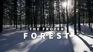 A Winter Journey Through Canada's Frozen Forest | DJI Mini 2 | Sony A7 III 【4K】