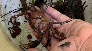 Naturally insect all find catch Millipedes-Crabs $9,9999frog-Snails earthworm-Worm animal whirligig 