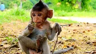 Cute Cute Style Baby Monkey Lizza,  Lizza very Attractive baby monkey
