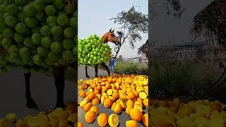 Horse loaded fruits special effects c4d works #shortsfeed #shortsyoutube