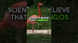 Why do Flamingos use one leg? 🦩