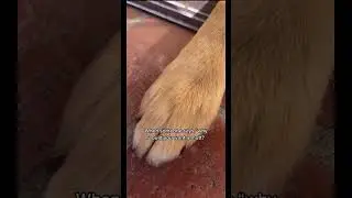 WHY DO YOU WANT A MUTT?