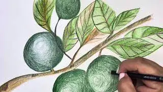 Small citrus tree 🌳 