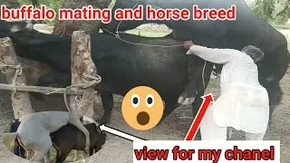 Buffalo mating video|cross breeding video|mating video 