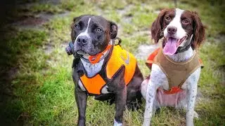 Nela, Bird Hunting Pitbull - Week 4 Training 