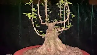 Bonsai 28/1 Mct nu gò công lá trung h35, giá 2,5tr bao ship 0372523979
