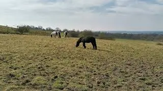 Horses Grazing in Fenton Fields.