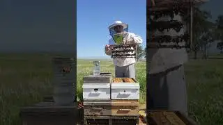 Moving queen cell grafts from starter to finisher.