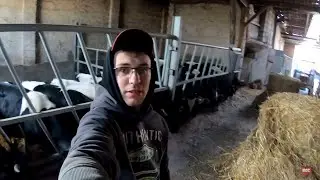 Codzienne  obowiązki przy bydle 🐃