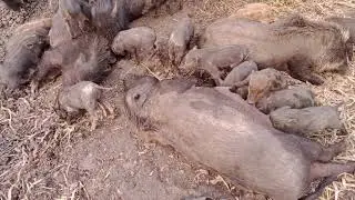 Rural village animals pig life circle video 🍀