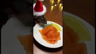 Chef Chucha Makes Tiny Gravlax (Cured Salmon) 🐟🐭✨