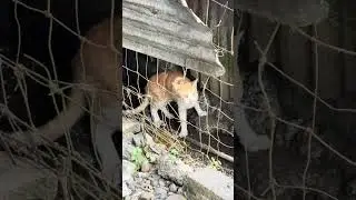 Cuddle and Pounce: Cats Mating in the Wild!