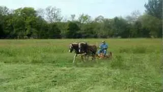 Haflinger Horses - Pete and Dan - Cutting Hay on a Sunday Afternoon