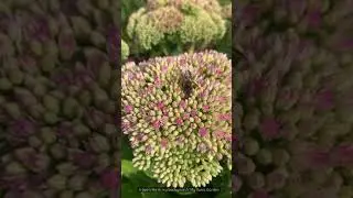 A Bee&rsquo;s Life in my Back Yard // The Swiss Garden #shorts #bees #flowers